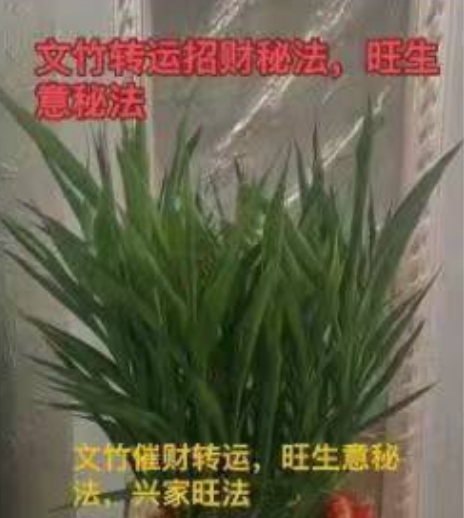 法威老师 马公宣威文竹转变法第一期一集视频课